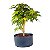 Pré Bonsai de Acer Palmatum ( Momiji ) 4 anos (34 cm) - Imagem 3