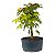 Pré Bonsai de Acer Palmatum ( Momiji ) 4 anos (34 cm) - Imagem 2