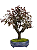 Bonsai Ameixa Roxa  20 anos  65cm - Imagem 5