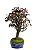 Bonsai Ameixa Roxa  20 anos  65cm - Imagem 3