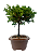 Bonsai de Junípero Procumbens 3 anos (22 cm) - Imagem 2
