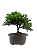 Bonsai de Junípero Procumbens 3 anos (22 cm) - Imagem 3