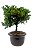 Bonsai de Junípero Procumbens 3 anos (22 cm) - Imagem 4