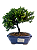 Bonsai de Junípero Procumbens 3 anos (22 cm) - Imagem 1
