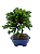 Bonsai de Junípero Procumbens 3 anos (22 cm) - Imagem 3