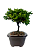 Bonsai de Junípero Procumbens 3 anos (22 cm) - Imagem 2