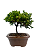 Bonsai de Junípero Procumbens 3 anos (22 cm) - Imagem 3