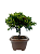 Bonsai de Junípero Procumbens 3 anos (22 cm) - Imagem 2