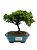 Bonsai de Junípero Procumbens 3 anos (22 cm) - Imagem 1