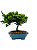 Bonsai de Junípero Procumbens 3 anos (22 cm) - Imagem 3