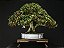 Bonsai Premiun de Cereja Anã (silvestre) Vaso Flávio Cerâmicas - Imagem 3