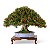 Bonsai Premiun de Cereja Anã (silvestre) Vaso Flávio Cerâmicas - Imagem 1