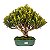 Bonsai de Cereja Anã (Cerejeira Silvestre) 14 anos (45 cm ) FRUTIFICANDO - Imagem 1