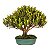 Bonsai de Cereja Anã (Cerejeira Silvestre) 14 anos (45 cm ) FRUTIFICANDO - Imagem 3