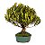 Bonsai de Cereja Anã (Cerejeira Silvestre) 14 anos (45 cm ) FRUTIFICANDO - Imagem 2
