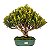 Bonsai de Cereja Anã (Cerejeira Silvestre) 14 anos (45 cm ) FRUTIFICANDO - Imagem 1