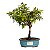 Bonsai de Sakura Anã 3 anos (24 cm) Florescendo - Imagem 5