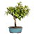 Bonsai de Sakura Anã 3 anos (24 cm) Florescendo - Imagem 7