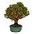 Bonsai de Cereja Anã (Cerejeira Silvestre) 14 anos (41 cm ) FRUTIFICANDO - Imagem 4