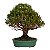 Bonsai de Cereja Anã (Cerejeira Silvestre) 14 anos (41 cm ) FRUTIFICANDO - Imagem 3