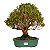 Bonsai de Cereja Anã (Cerejeira Silvestre) 14 anos (41 cm ) FRUTIFICANDO - Imagem 1