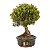 Bonsai de Cereja Anã (Cerejeira Silvestre) 18 anos (53 cm ) FRUTIFICANDO - Imagem 4