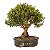 Bonsai de Cereja Anã (Cerejeira Silvestre) 18 anos (53 cm ) FRUTIFICANDO - Imagem 3