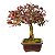 Bonsai de Loropetalum Rubrum 6 anos 29 cm - Imagem 4