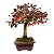 Bonsai de Loropetalum Rubrum 6 anos 29 cm - Imagem 2