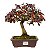 Bonsai de Loropetalum Rubrum 6 anos 29 cm - Imagem 1