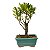 Bonsai de Cereja Anã (silvestre) 2 anos (20 cm ) - Imagem 7