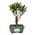 Bonsai de Cereja Anã (silvestre) 2 anos (20 cm ) - Imagem 5