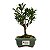 Bonsai de Cereja Anã (silvestre) 2 anos (20 cm ) - Imagem 13