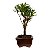 Bonsai de Cereja Anã (silvestre) 2 anos (20 cm ) - Imagem 12