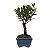 Bonsai de Cereja Anã (silvestre) 2 anos (20 cm ) - Imagem 4