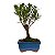Bonsai de Cereja Anã (silvestre) 2 anos (20 cm ) - Imagem 3