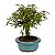 Bonsai de Calliandra Branca 4 Anos ( 19 cm ) - Imagem 4