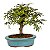 Bonsai de Calliandra Branca 4 Anos ( 19 cm ) - Imagem 3