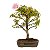 Bonsai de Calliandra Branca 4 Anos ( 19 cm ) - Imagem 11