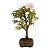 Bonsai de Calliandra Branca 4 Anos ( 19 cm ) - Imagem 10