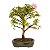 Bonsai de Calliandra Branca 4 Anos ( 19 cm ) - Imagem 9