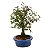 Bonsai de Calliandra Branca 4 Anos ( 19 cm ) - Imagem 8