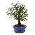Bonsai de Calliandra Branca 4 Anos ( 19 cm ) - Imagem 6