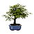 Bonsai de Calliandra Branca 4 Anos ( 19 cm ) - Imagem 12