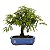 Bonsai de Calliandra Branca 4 Anos ( 19 cm ) - Imagem 11