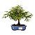 Bonsai de Calliandra Branca 4 Anos ( 19 cm ) - Imagem 9