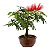 Bonsai de Calliandra Vermelha 2 Anos (20 cm) - Imagem 4