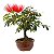 Bonsai de Calliandra Vermelha 2 Anos (20 cm) - Imagem 2