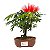 Bonsai de Calliandra Vermelha 2 Anos (20 cm) - Imagem 1