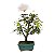 Bonsai de Calliandra Rosa 2 Anos - Imagem 3